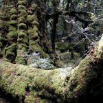 ナンキョクブナ (Beech tree)