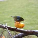 シルバーアイ (Silvereye)