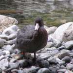 ブルーダック(Blueduck)