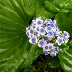 チャタムアイランドフォゲットミーノット (Chatamisland Forgetmenot)
