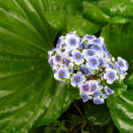 チャタムアイランドフォゲットミーノット (Chatamisland Forgetmenot)