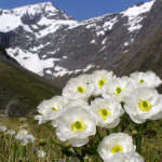 マウントクックリリー (Mount Cook lily)
