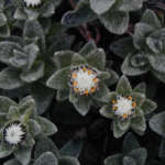 タフドハースティア (Tuffed haastia)