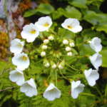 サウスアイランドマウンテンフォックスグローブ (Southisland mountain foxglove)