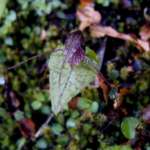 ダンシングスパイダーオーキッド (Dansing spider orchid)