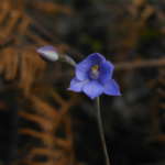 ストライプドサンオーキッド (Striped sun orchid)