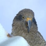 ケア (kea)