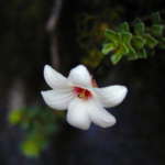 スレンダーフォーステラ (Slender forstera)