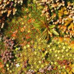 クッションプランツ (Cushion plants)