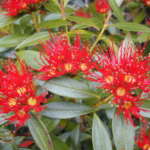 サザンラタ (Southern rata)