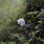 ランタンベリー (Lantern berry)