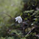 ランタンベリー (Lantern berry)