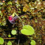 シルバーバックスパイダーオーキッド (Silverback spider orchid)