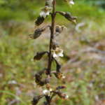 ポテトオーキッド (Poteto orchid)