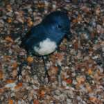 ブッシュロビン (Bush robin)