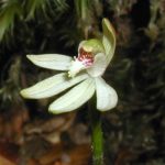 グリーンフィンガーズオーキッド (Green fingers orchid)