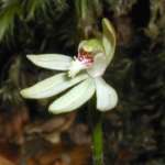 グリーンフィンガーズオーキッド (Green fingers orchid)