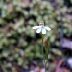 グリーンフィンガーズオーキッド (Green fingers orchid)