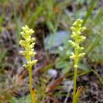 オニオンオーキッド (Onion orchid)