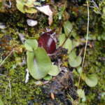 シルバーバックスパイダーオーキッド (Silverback spider orchid)