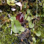 シルバーバックスパイダーオーキッド (Silverback spider orchid)