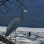 ホワイトフェイスドヘロン (Whitefaced heron)