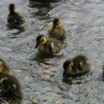 グレイダック (Gray ducks)