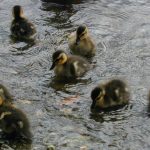 グレイダック (Gray ducks)