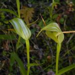 グリーンフーディッドオーキッド (Green hooded orchid)