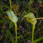 グリーンフーディッドオーキッド (Green hooded orchid)