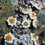 サウスアイランドエーデルワイス (Southisland edelweiss)