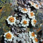 サウスアイランドエーデルワイス (Southisland edelweiss)