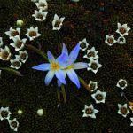グラスリリー & アルパインクッション (Grass lily & Alpine cushion)