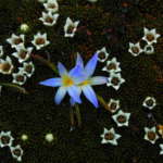 グラスリリー & アルパインクッション (Grass lily & Alpine cushion)