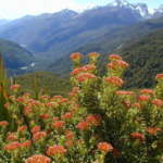 マウンテンコットンウッド (Mountain cotton wood)