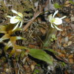 オドリーブドオーキッド (Odd leaved orchid)