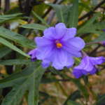 ポロポロ (Polopolo)