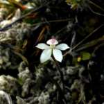 ホワイトフィンガーズオーキッド (Whitefingers orchid)