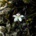 ホワイトフィンガーズオーキッド (Whitefingers orchid)