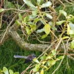 ファンテール(Fantail)