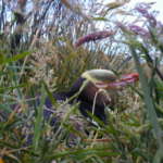 イエローアイドペンギン(Yelloweyed Penguin)