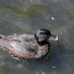ニュージーランドスカウプ (New Zealand Scaup)