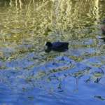 オーストラリアンクート (Australian Coot)