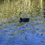オーストラリアンクート (Australian Coot)