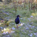 プケコ(Pukeko)