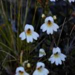 ニュージーランドアイブライト (New Zealand eyebright)