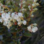 マウンテンスノーベリー (Mountain snowberry)