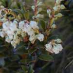 マウンテンスノーベリー (Mountain snowberry)