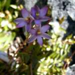 サンオーキッド (Sun orchid)