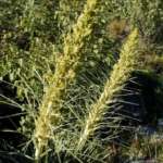 ジャイアントスパニアード (Giant spaniard)